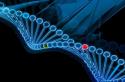Что означает геном человека 35