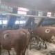 Швейцарские фермеры делают коровам отверстия в боку