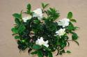 Gardenia Jasmine - የቤት ውስጥ እንክብካቤ
