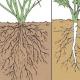Корень: строение корня. Типы корней (биология). Корни растений интересные факты Факты о корнях растений